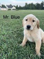 Mr. Blue Collar, a male Golden Retriever for sale in Dinwiddie, VA – 8 of 10