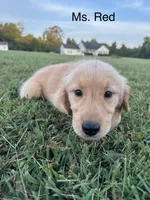 Ms. Red Collar, a female Golden Retriever for sale in Dinwiddie, VA – 2 of 7