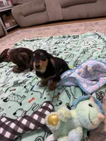 Black and Tan Longhair Boy, a male Miniature Dachshund for sale in Dinwiddie, VA – 5 of 8
