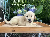 Pink Collar Girl, a female Golden Retriever for sale in Dinwiddie, VA – 4 of 9