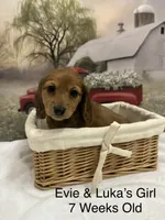 Girl 3, a female Miniature Dachshund for sale in Dinwiddie, VA – 5 of 10