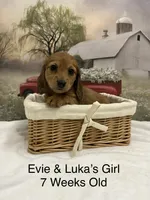 Girl 3, a female Miniature Dachshund for sale in Dinwiddie, VA – 6 of 10