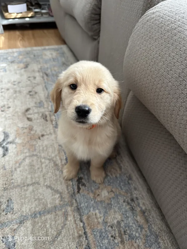 Orange Collar Boy – Golden Retriever puppy for sale in Dinwiddie, VA