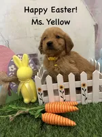 Ms. Yellow, a female Golden Retriever for sale in Dinwiddie, VA – Photo 3 of 10