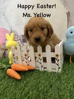 Ms. Yellow, a female Golden Retriever for sale in Dinwiddie, VA – Photo 6 of 10