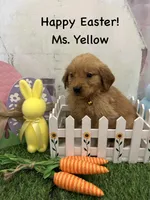 Ms. Yellow, a female Golden Retriever for sale in Dinwiddie, VA – Photo 1 of 10