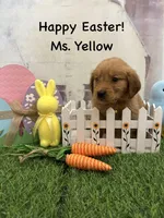 Ms. Yellow, a female Golden Retriever for sale in Dinwiddie, VA – Photo 10 of 10