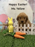 Ms. Yellow, a female Golden Retriever for sale in Dinwiddie, VA – Photo 4 of 10