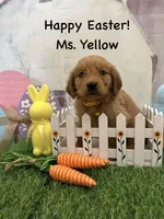 Ms. Yellow, a female Golden Retriever for sale in Dinwiddie, VA – Photo 9 of 10