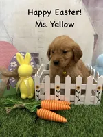 Ms. Yellow, a female Golden Retriever for sale in Dinwiddie, VA – Photo 5 of 10