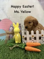 Ms. Yellow, a female Golden Retriever for sale in Dinwiddie, VA – Photo 2 of 10