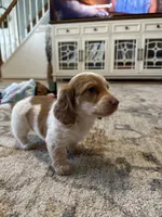 Male 1, a male Miniature Dachshund for sale in Dinwiddie, VA – 8 of 10