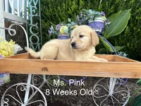 Pink Collar Girl, a female Golden Retriever for sale in Dinwiddie, VA – 3 of 9