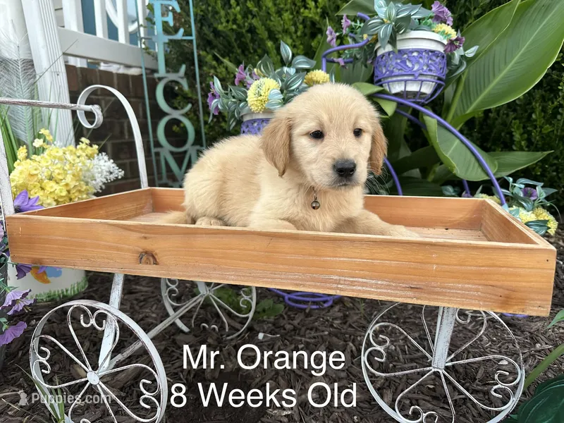 Orange Collar Boy – Golden Retriever puppy for sale in Dinwiddie, VA