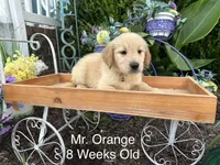 Orange Collar Boy, a male Golden Retriever for sale in Dinwiddie, VA – 1 of 10
