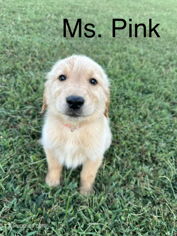 Ms. Pink Collar – Golden Retriever puppy for sale in Dinwiddie, VA