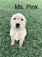 Ms. Pink Collar, a female Golden Retriever for sale in Dinwiddie, VA – 1 of 8