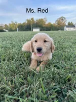 Ms. Red Collar, a female Golden Retriever for sale in Dinwiddie, VA – 4 of 7