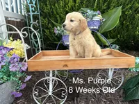 Purple Collar Girl, a female Golden Retriever for sale in Dinwiddie, VA – 6 of 10