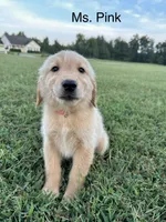 Ms. Pink Collar, a female Golden Retriever for sale in Dinwiddie, VA – 2 of 8