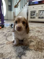Male 1, a male Miniature Dachshund for sale in Dinwiddie, VA – 5 of 10
