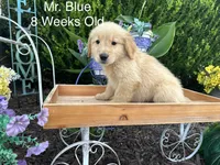 Blue Collar Boy, a male Golden Retriever for sale in Dinwiddie, VA – 4 of 10