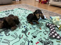 Black and Tan Longhair Boy, a male Miniature Dachshund for sale in Dinwiddie, VA – 8 of 8