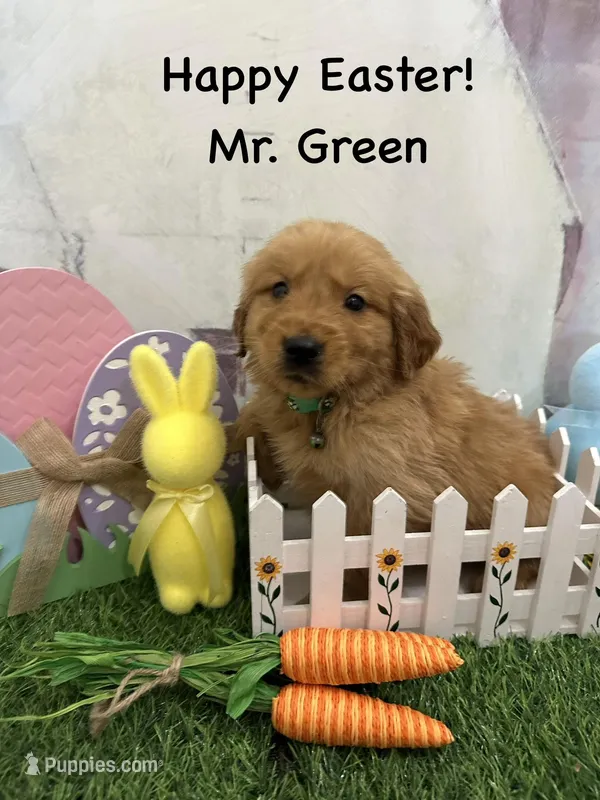 Mr. Green – Golden Retriever puppy for sale in Dinwiddie, VA