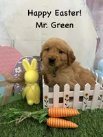 Mr. Green, a male Golden Retriever for sale in Dinwiddie, VA – Photo 1 of 9