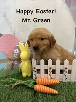 Mr. Green, a male Golden Retriever for sale in Dinwiddie, VA – Photo 4 of 9