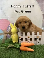 Mr. Green, a male Golden Retriever for sale in Dinwiddie, VA – Photo 6 of 9