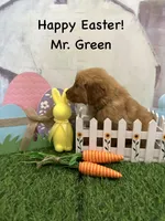 Mr. Green, a male Golden Retriever for sale in Dinwiddie, VA – Photo 3 of 9