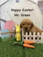 Mr. Green, a male Golden Retriever for sale in Dinwiddie, VA – Photo 5 of 9