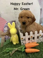 Mr. Green, a male Golden Retriever for sale in Dinwiddie, VA – Photo 2 of 9