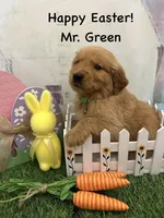 Mr. Green, a male Golden Retriever for sale in Dinwiddie, VA – Photo 7 of 9