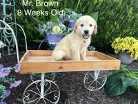 Brown Collar Boy, a male Golden Retriever for sale in Dinwiddie, VA – 4 of 10