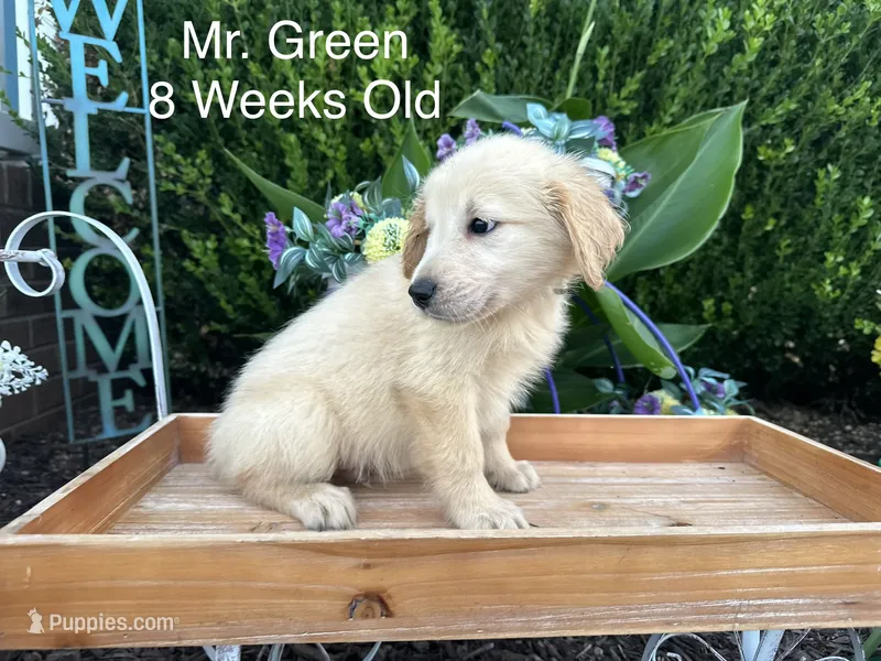 Green Collar Boy – Golden Retriever puppy for sale in Dinwiddie, VA