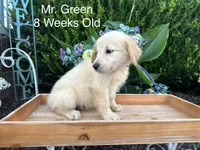 Green Collar Boy, a male Golden Retriever for sale in Dinwiddie, VA – 1 of 10