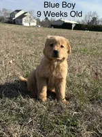 Mr. Blue, a male Golden Retriever for sale in Dinwiddie, VA – Photo 4 of 9