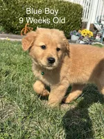 Mr. Blue, a male Golden Retriever for sale in Dinwiddie, VA – Photo 1 of 9
