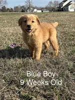 Mr. Blue, a male Golden Retriever for sale in Dinwiddie, VA – Photo 7 of 9