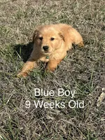 Mr. Blue, a male Golden Retriever for sale in Dinwiddie, VA – Photo 9 of 9