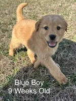 Mr. Blue, a male Golden Retriever for sale in Dinwiddie, VA – Photo 3 of 9