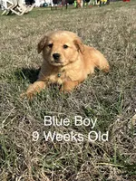 Mr. Blue, a male Golden Retriever for sale in Dinwiddie, VA – Photo 5 of 9