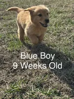 Mr. Blue, a male Golden Retriever for sale in Dinwiddie, VA – Photo 8 of 9