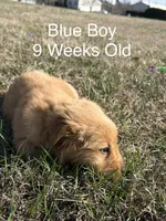 Mr. Blue, a male Golden Retriever for sale in Dinwiddie, VA – Photo 2 of 9