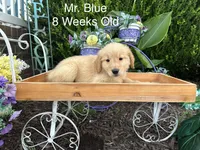Blue Collar Boy, a male Golden Retriever for sale in Dinwiddie, VA – 5 of 10