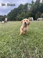 Mr. Black , a male Golden Retriever for sale in Dinwiddie, VA – 5 of 9