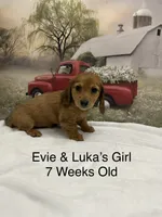 Girl 3, a female Miniature Dachshund for sale in Dinwiddie, VA – 2 of 10