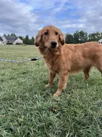 Mindy, a female Golden Retriever for sale in Dinwiddie, VA – 2 of 10